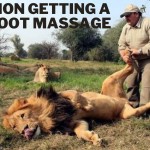 Do Photos Show a Lion Getting a Foot Massage ? Briton Alex Larenty "the hero"