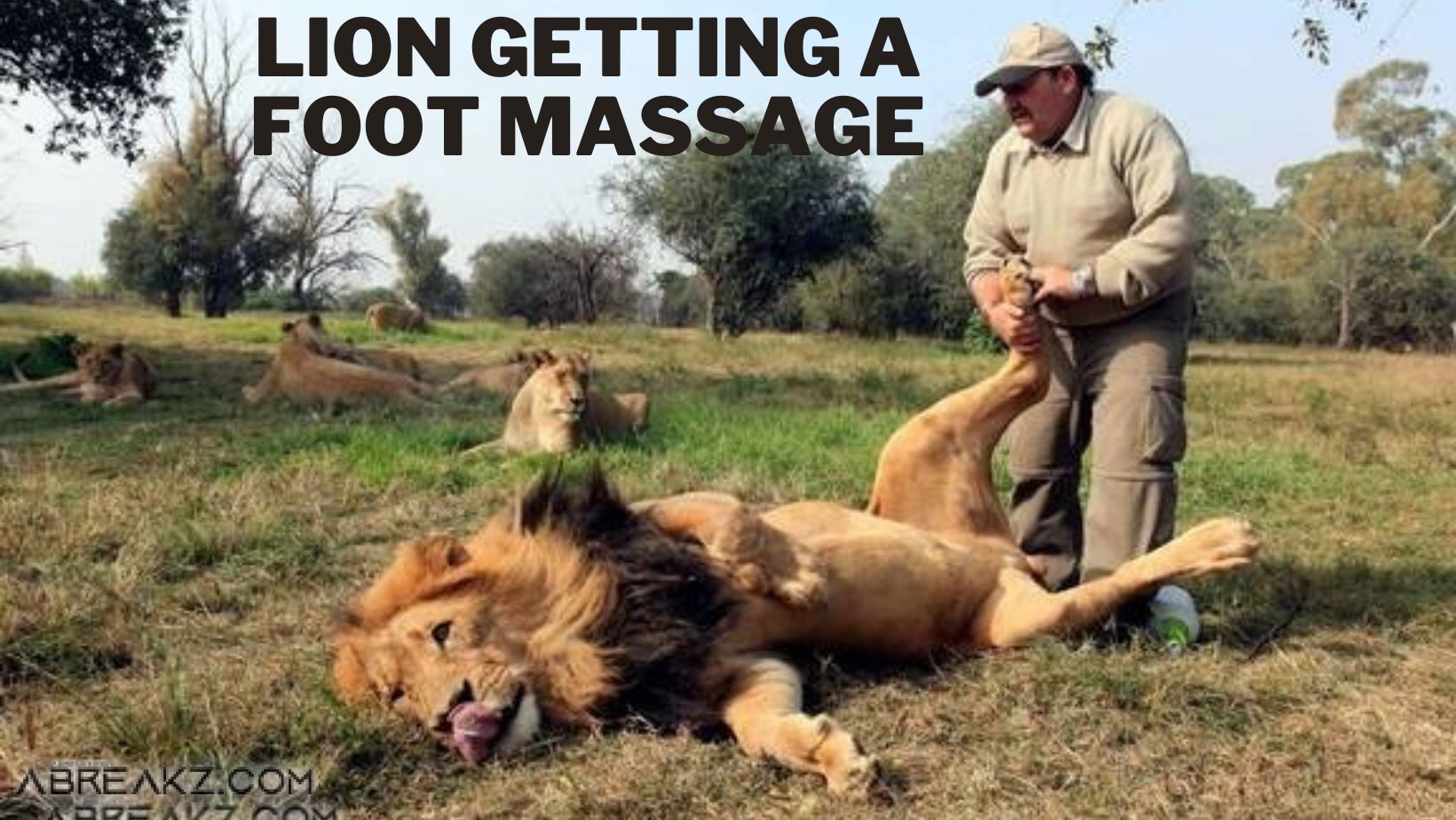 Do Photos Show a Lion Getting a Foot Massage ? Briton Alex Larenty "the hero"