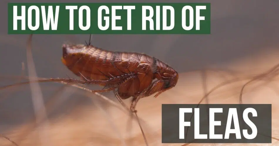 Ways To Get Rid Of Fleas 12 Easy Home Methods