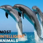 Top 10 Most Intelligent Animals On Earth SEE >> Highest Animal IQ